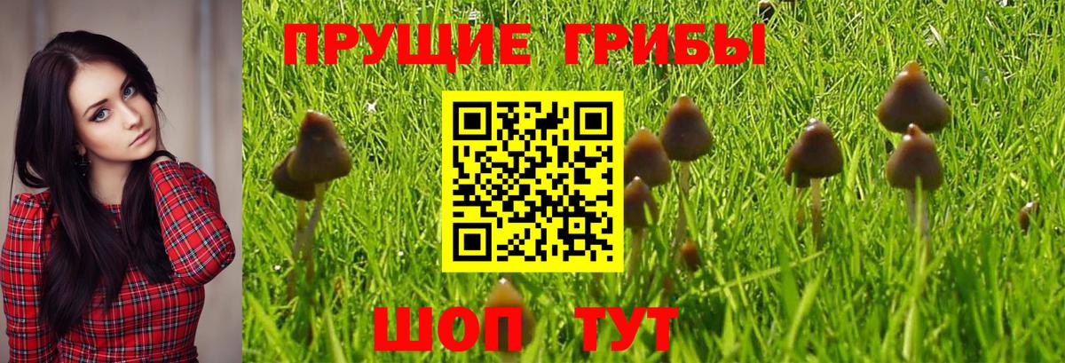 Галлюциногенные грибы MAGIC MUSHROOMS  Псилоцибиновые грибы мухоморы  где продают   Благодарный  Вход с VPN 